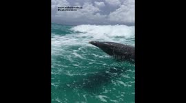 DOLPHIN SURFING Behind Boat For EXCITED TOURISTS