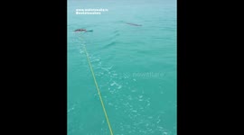 Excited TOURIST SWIMS With Playful DOLPHIN