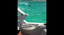 Playful DOLPHIN Glides EXTREMELY CLOSE Under Boat