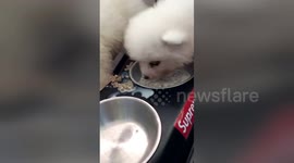 Samoyed puppy gets too excited when eating