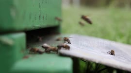 Bee coming home