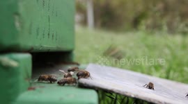 Bee coming home