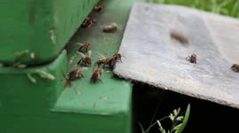 Bee coming home