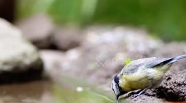 The blue tit whit water