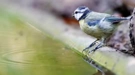 blue tit at the water