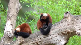 two Red ruffed lemur