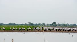 Asian openbill and Black winged stilt