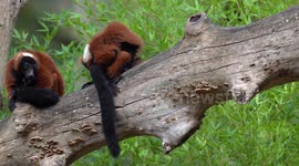two Red ruffed lemur