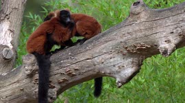 two Red ruffed lemur