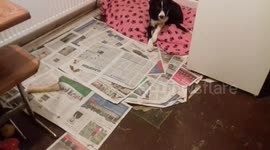 Funny Sheep Dog Joey listens to Sheep Sound