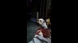 Dogs guilty