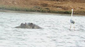 Go with the flow: Bird surfs across dam on hippo's back