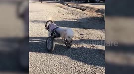 Poodle hops around like a kangaroo after losing its two front legs