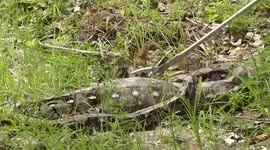 Python regurgitates tabby cat