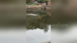 Stag on the loose in Exeter spotted taking a dip