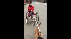 Breaking heart the dog pulled the wheelchair helps the owner with a disability