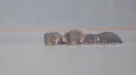 Five gritty elephants swim to escape watery grave in India