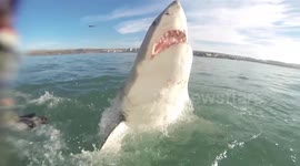 Great White Breaches And Looks Straight At Me