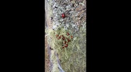 Ladybird invasion!