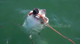 Massive White Shark Demolishes Bait With Sneak Attack!