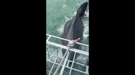Excited tourists scream as big shark chews on cage