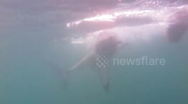 Cheeky White Shark Snaches Bait, Enjoys Her Meal!