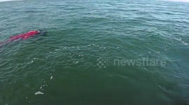 Tragic Leatherback Turtle Boat Propeller Mauling