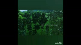 Rice paddy, drone shot by Ryze Tello