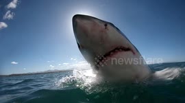 Breaching great white shark obscures sun completely