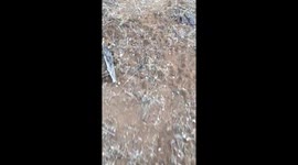 Tracking Elephant!!