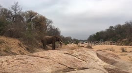 Elephant charge, to close for guests comfort!! Had to intervene!!