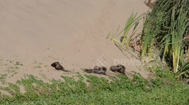 Playful family of river otters take a sand bath