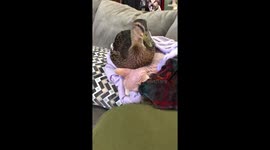 Duck cleaning cats ears