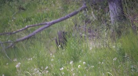 Black Bear side of road eating dandelions