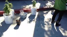 Man Suns Cannabis Plants On Major Road in San Diego