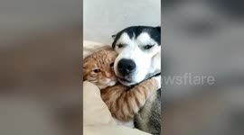 Best friends forever: Cat and dog snuggle up on sofa