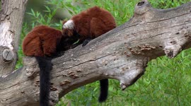 two Red ruffed lemur
