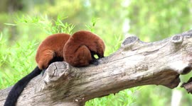 two Red ruffed lemur