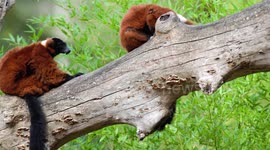 two Red ruffed lemur