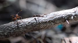 red ant runs over tree trunk