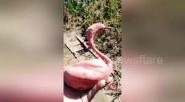 Chinese farmer stunned when she finds swan-shaped sweet potato in her harvest
