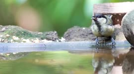 great tit on the water