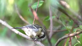 great tit is in the trees