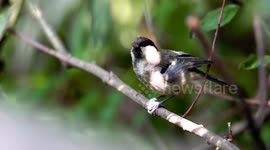 a great tit on a stick
