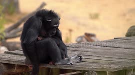 chimpanzee