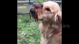 Golden Retriever balances crawfish on his nose