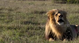 Lion's Powerful Roar Inspires Awe