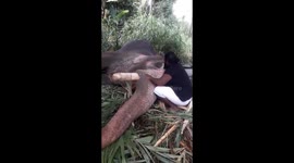 Man sings elephant to sleep with lullaby