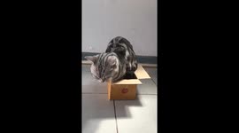 Cat tries to squeeze inside cardboard box