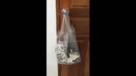 Cat relaxing in plastc bag hammock